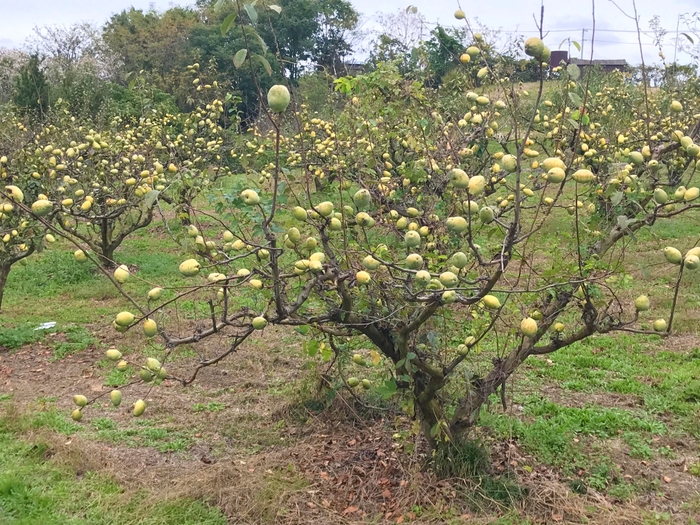 「かりんの里」としても有名な香川県まんのう町のかりんを使用