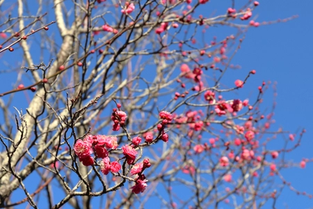 【清水公園】2/15 (土)～3/9 (日)「梅まつり」開催