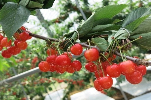 青森県産さくらんぼ「紅秀峰」