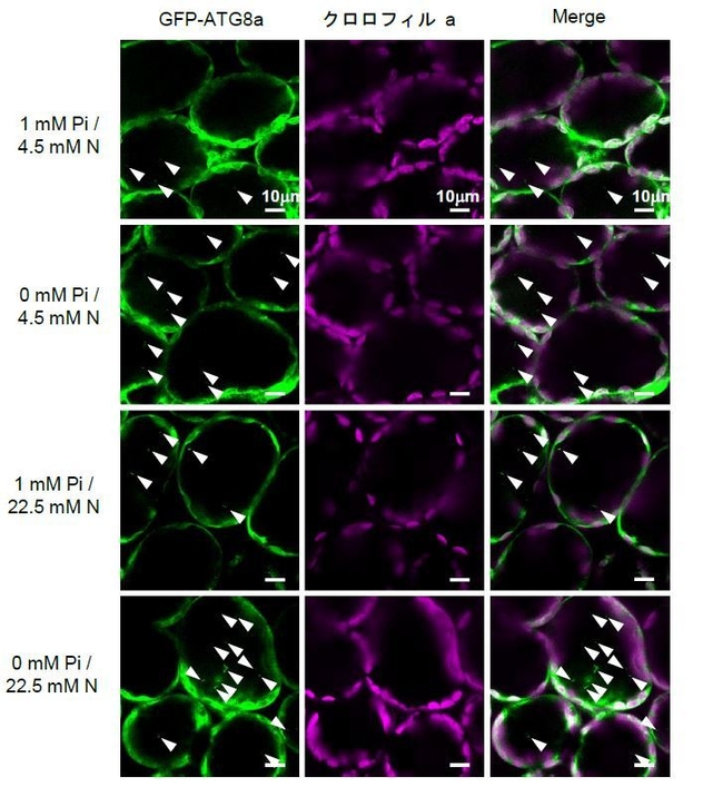 図2 各栄養条件下のシロイヌナアズナ葉の細胞におけるオートファジックボディー(用語4)形成の 共焦点顕微鏡観察