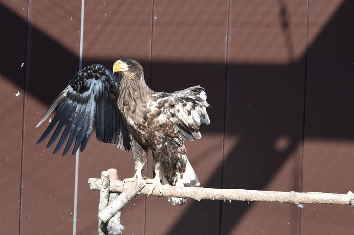 片翼を失い終生飼育となったオオワシ