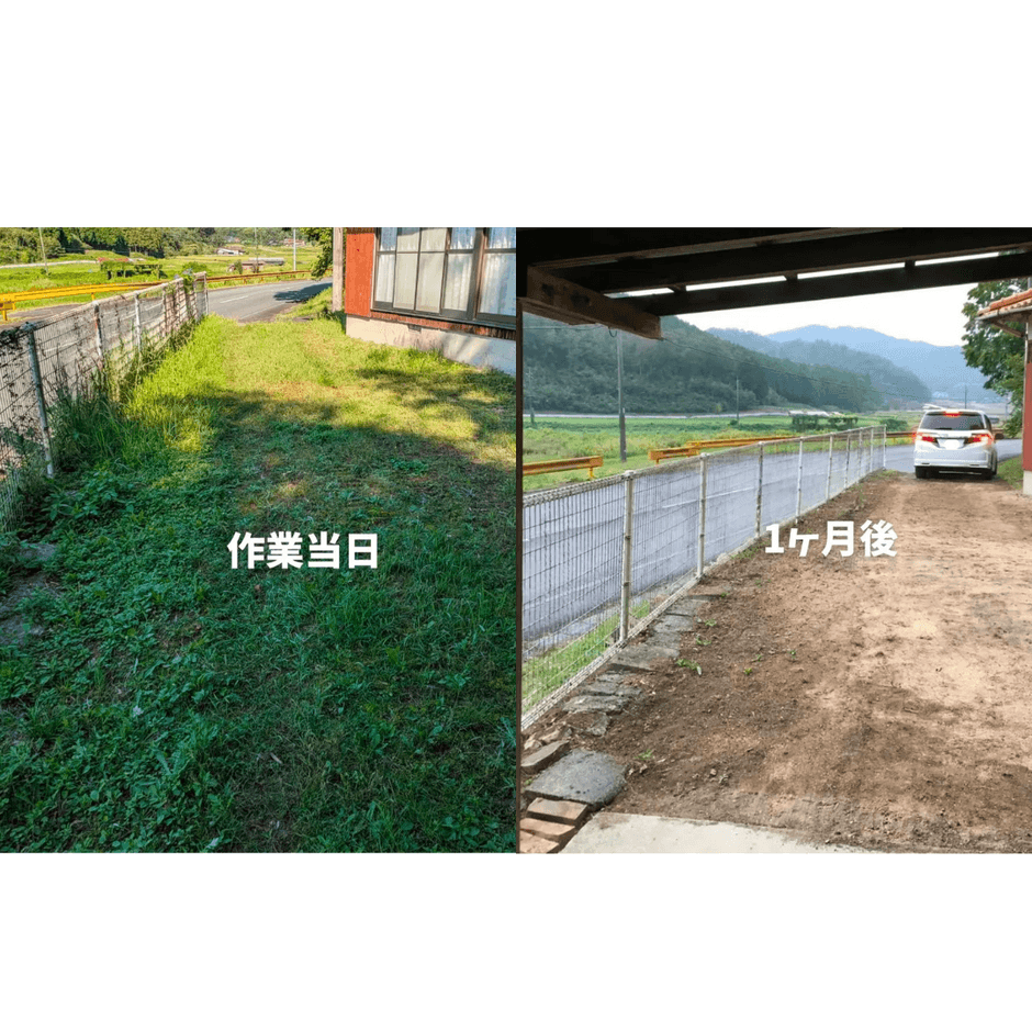 1ヶ月後の雑草の様子