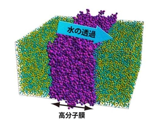 世界で初めて高分子膜における水の透過メカニズムを解明　海水の淡水化などの機能を持つ膜の開発に期待