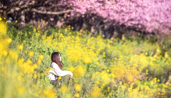 河津桜まつり「河津川沿いに植えられた菜の花」