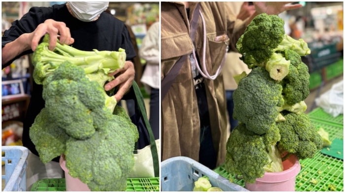 「バケツに積み放題」ブロッコリー!