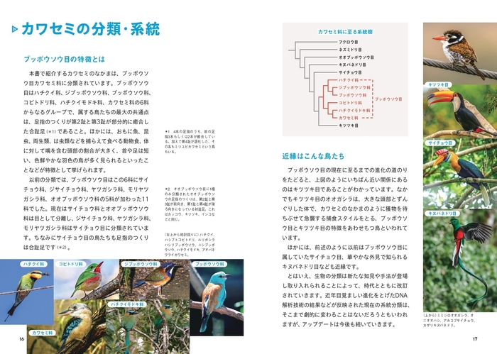 カワセミの分類・系統