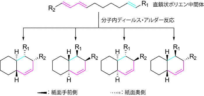 補足図1 分子内ディールス・アルダー反応により形成する4種類のデカリンの立体配置