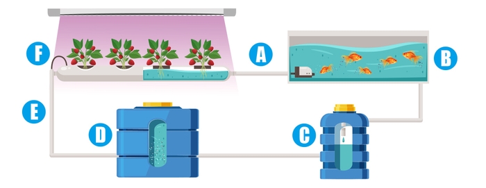 閉鎖型アクアポニックス システムの概要図　