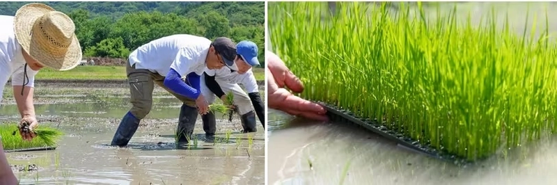 兵庫県姫路市の「こばファーム」が自然農業体験を募集開始！ 「第1弾　田植え体験とかまどおむすび」を6月16日・22日に実施　 ～豊かな大自然の中で心を体を思いっきり解放！～