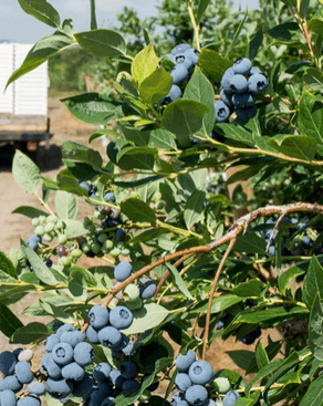 シルバーバレーファームのブルーベリー