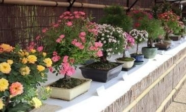 「春のミニバラ盆栽展」の様子(令和7年撮影)