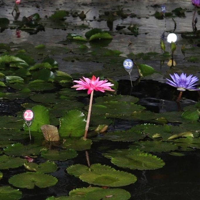熱帯スイレン(令和4年撮影)