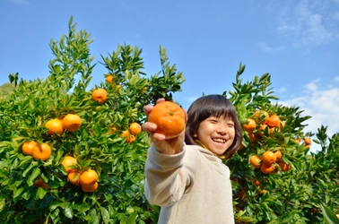 静岡県伊東市で「温州みかん狩り」を10/1～1/31開催　 一人500円で旬のみかんが食べ放題！