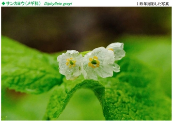 六甲高山植物園 雨に濡れると透ける花 「サンカヨウ」が開花しました！