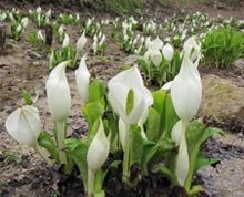 六甲高山植物園　花とお酒を楽しむ ミズバショウまつり　3月31日(土)より開催！