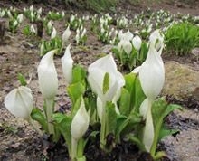ミズバショウ(花期4月上旬~中旬)