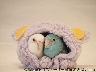 愛嬌たっぷりインコから勇猛な野鳥まで、名古屋に集結！ “トリ”ストーリー合同写真＆物販展 8/24～9/8開催