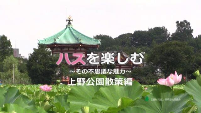 緑と水の市民カレッジオンライン講座 好評につきアンコール配信 ハスを楽しむ その不思議な魅力 上野公園散策編 Newscast