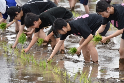 丁寧に稲を手植えする学生ら