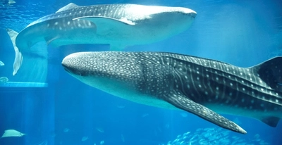 海遊館と近畿大学の文理横断チームが研究調査を開始　水族館での鑑賞体験時の心理的効果を検証