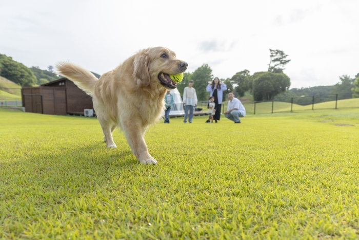 【ドッグラン会場】