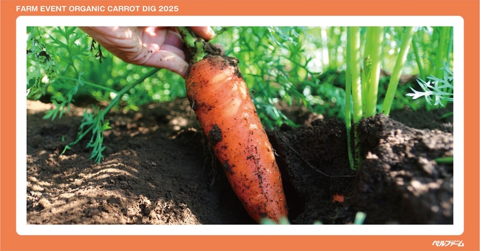 有機にんじん収穫体験イベントイメージ画像③
