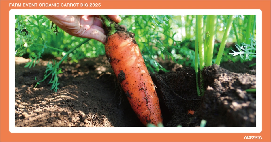有機にんじん収穫体験イベントイメージ画像③