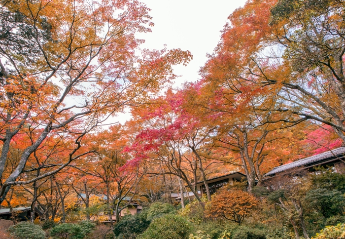 華清園 紅葉イメージ