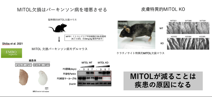 MITOL欠損によるパーキンソン病の増悪、MITOL欠損によるシワ形成