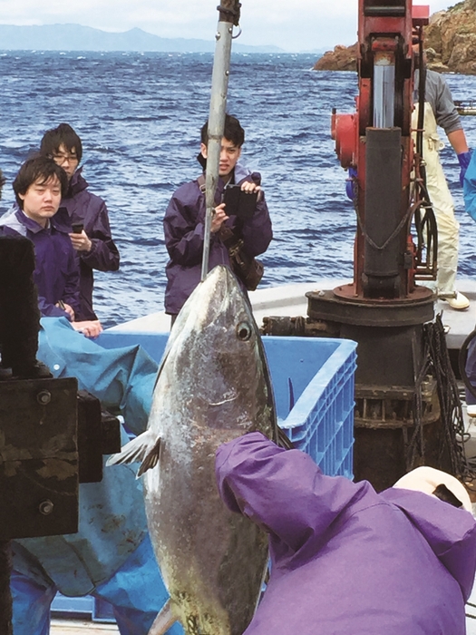 大分県佐伯市沖の生けすから水揚げ