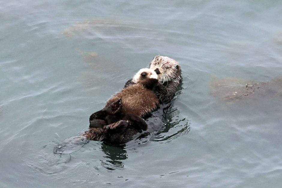 野生のラッコ