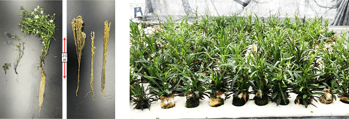 【左】図1:(左)水耕栽培したセンブリ、(右)土耕栽培したセンブリ(市場品)、【右】図2:水耕栽培で抽苔をはじめたセンブリ