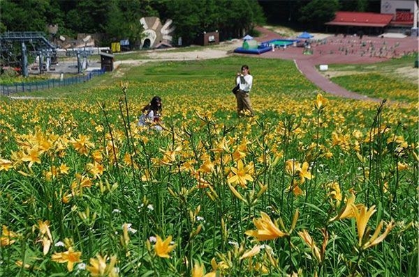 ニッコウキスゲ(ユリ科)
