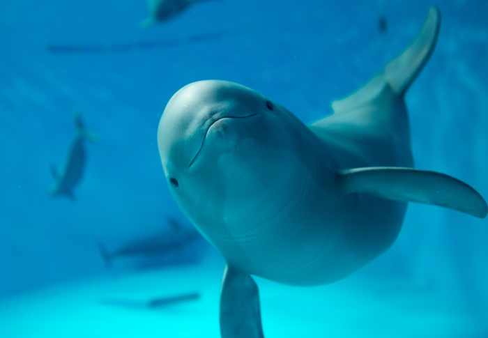 みやじマリンのスター スナメリ