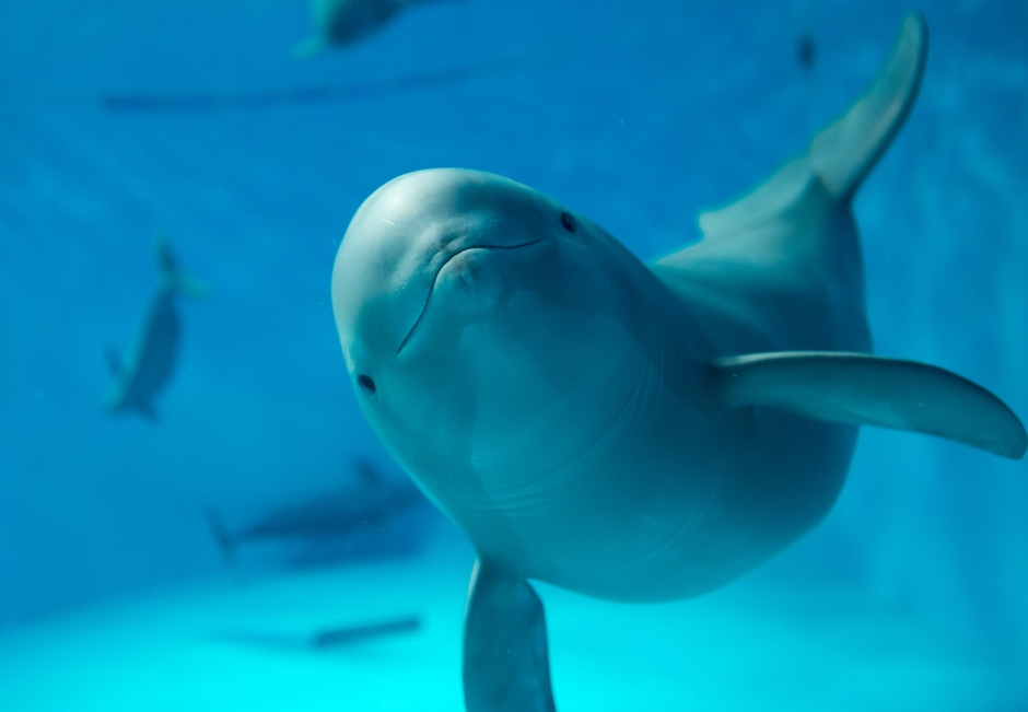 みやじマリンのスター スナメリ