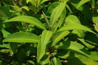 出典:Australian Native Lemon Myrtle Farms