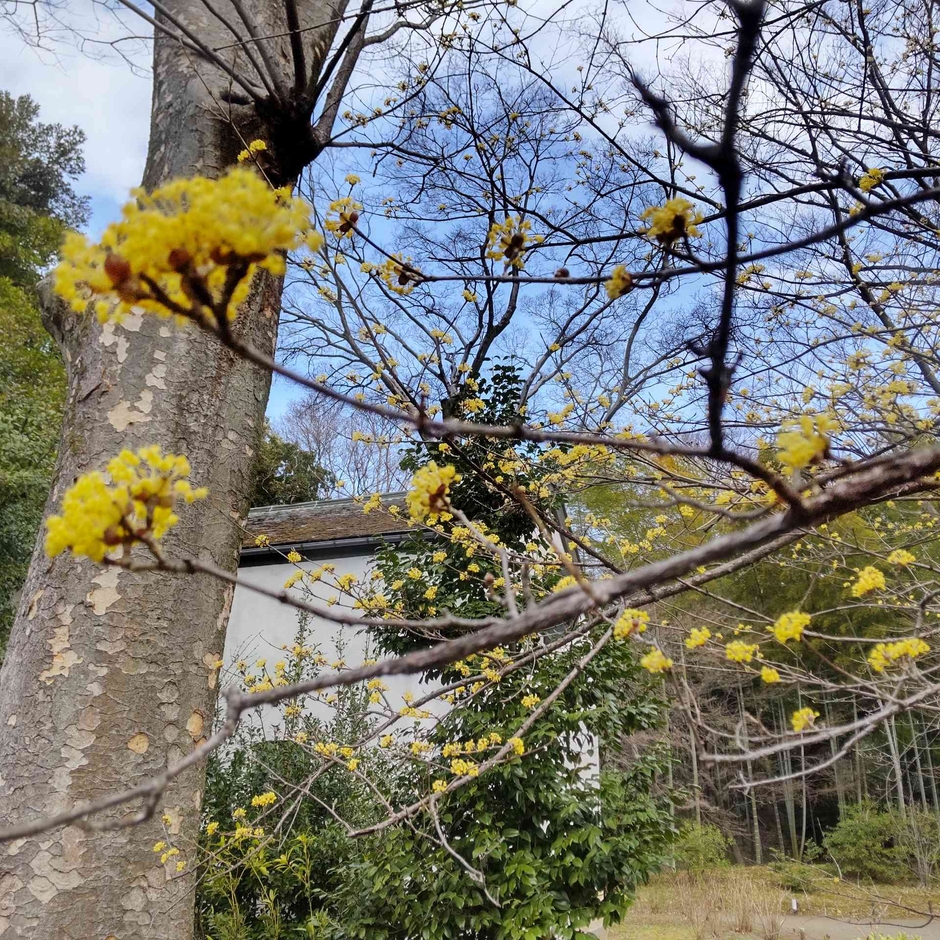 サンシュユ(3月18日撮影)