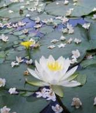 六甲オルゴールミュージアム スイレン