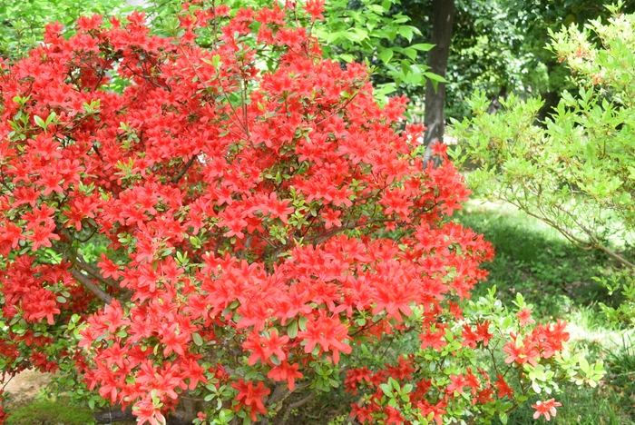 本霧島(4月11日撮影)