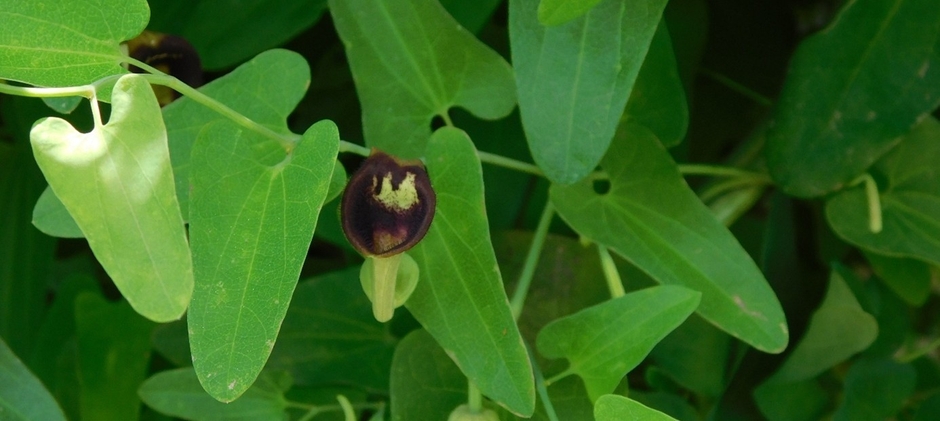 近畿大学薬学部薬用植物園で育成しているウマノスズクサ