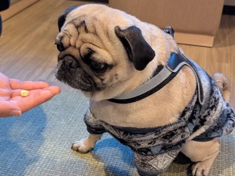 待て選手権(先月開催の様子)