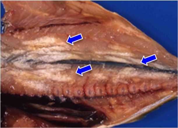 図3 体側筋中に認められるシスト(矢印部分)。微胞子虫の胞子を内包した乳白色のシストが多数認められる。