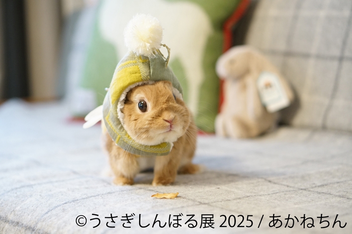 展示作品：あかねちん