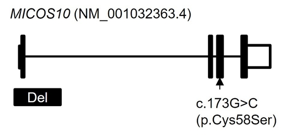 図2 MICOS10 遺伝子の遺伝子異常 全ゲノム解析の結果、c.173G>C(p.Cys58Ser)に加えて、エクソン1を巻き込む4.6k塩基対の欠失(Del)を見出しました。横線はイントロン、黒塗りの四角はエクソン、白抜きの四角は非翻訳領域を示しています。