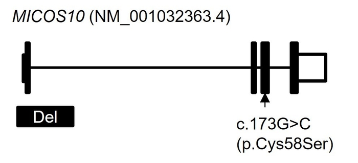 図2　MICOS10 遺伝子の遺伝子異常　全ゲノム解析の結果、c.173G>C（p.Cys58Ser）に加えて、エクソン1を巻き込む4.6k塩基対の欠失（Del）を見出しました。横線はイントロン、黒塗りの四角はエクソン、白抜きの四角は非翻訳領域を示しています。