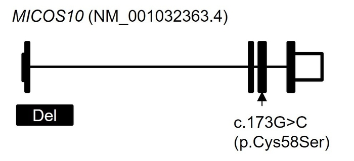 図2 MICOS10 遺伝子の遺伝子異常 全ゲノム解析の結果、c.173G>C(p.Cys58Ser)に加えて、エクソン1を巻き込む4.6k塩基対の欠失(Del)を見出しました。横線はイントロン、黒塗りの四角はエクソン、白抜きの四角は非翻訳領域を示しています。