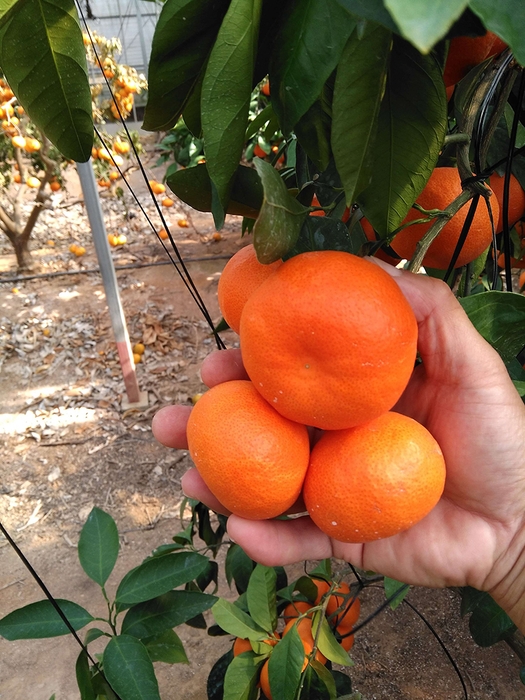 唐津産 希少種 山下紅みかん(2)