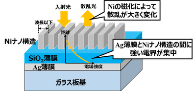 図1　Niナノ周期構造とAg薄膜による磁場検出。Niナノ周期構造とAg薄膜の間に非常に強い光電界が集中します。そのためNiの磁化によって散乱光が大きく影響を受け、反射率が変化することで磁場検出を行います。