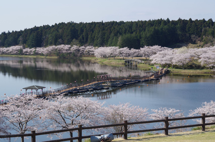 桜は一見の価値あり「平筒沼ふれあい公園」