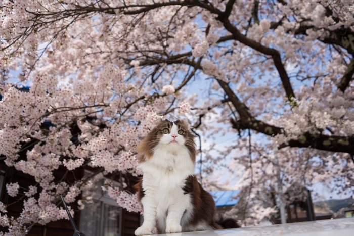 駅の桜とらぶ駅長